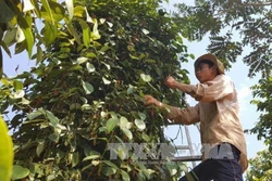 同奈省一家合作社的有机胡椒产品进军欧洲市场 