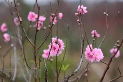 春节前期摆放桃花——河内人多年来的乐趣