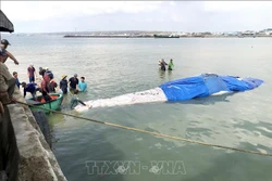 平顺省：将在海上死亡的鲸鱼送上岸埋葬