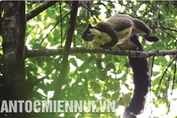 塔董国家公园的生物多样性