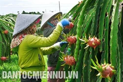 平顺省扩大展开合作社经济模式