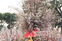 选拔2019河内日本樱花节“樱花亲善大使”