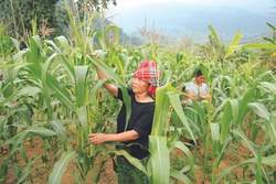 安沛省站奏县积极实现农作物种植结构调整