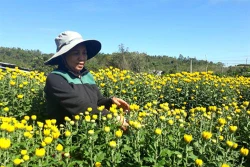 得乐省花农迎来春节丰收季节