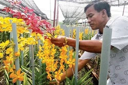 胡志明市减少对兰花种苗的依赖性 促进兰花种植业发展