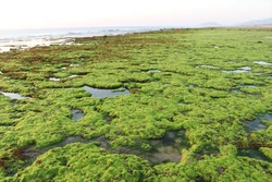 宁顺省注重海洋生物多样性保护和可持续