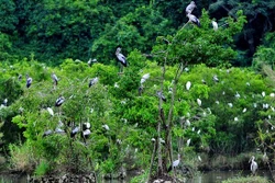 6月5日世界环境日：提高生态系统恢复效率和保护生物多样性