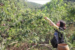 木州高原李子采摘节热闹举行