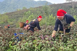 提升沙坝草药的价值