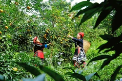 本地橘种植带动光顺村民增收致富