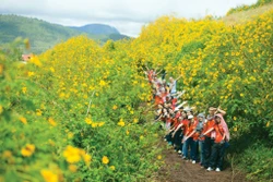 河内市巴维县打造肿柄菊花海品牌 助推首都旅游业发展