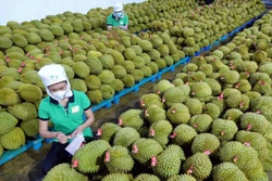 越南反季节榴莲在中国市场颇受欢迎