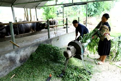 张阿刨先生发挥村长先锋模范作用