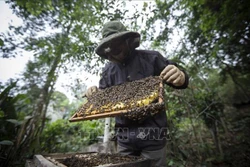 越南工贸部：美国商务部对越南蜂蜜征收关税过高