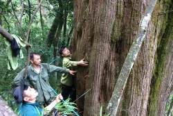 河静省武光国家公园发现一棵树龄约为800-1000年的福建柏