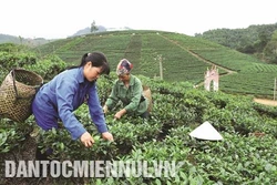 茶树帮助太原省山富乡脱贫