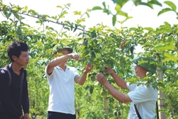 百香果树病虫害防治措施