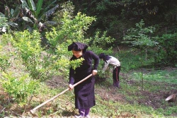 北件省屯市县注重发展商品性经济作物